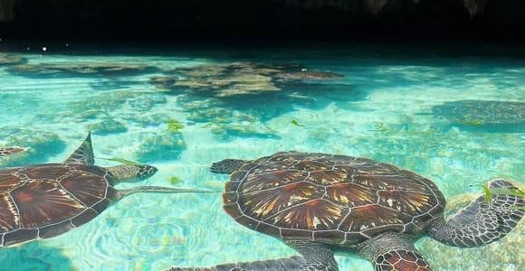 Swimming with Turtles at Salaam Cave at Kizimkazi Zanzibar