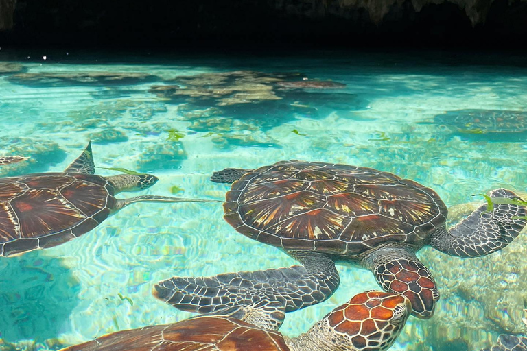 Tour dei delfini e nuoto delle tartarughe a kizimkazi