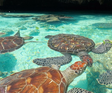 NADAR COM TARTARUGAS NA CAVERNA SALAAM EM KIZIMKAZI ZANZIBAR
