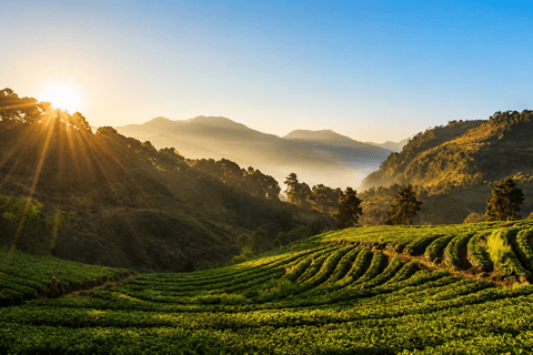 Chiang Mai: Doi Inthanon National Park Waterfalls & Pagodas