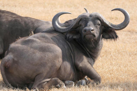 Lake Nakuru & Naivasha National Park Wildlife Highlights