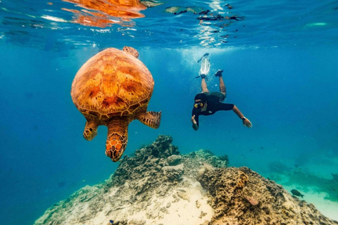 Rarotonga Swim With The Turtles
