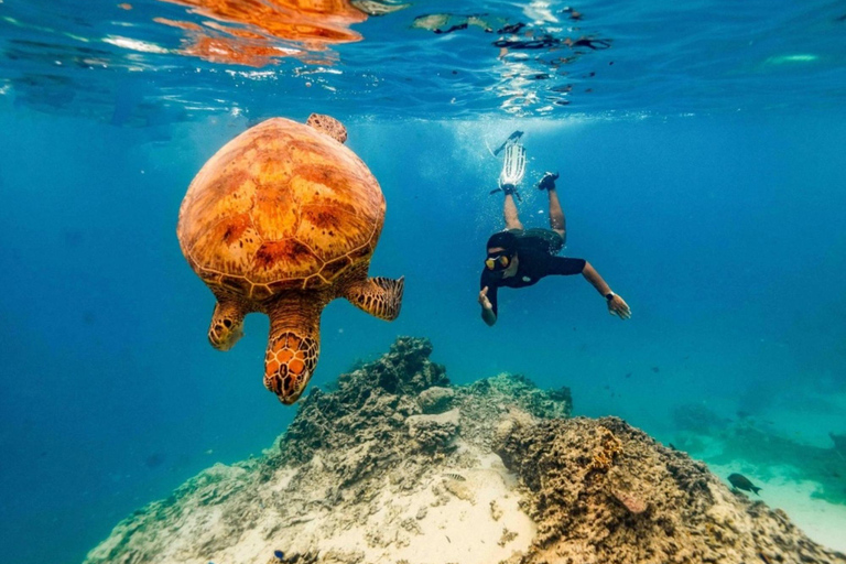 Rarotonga Swim With The Turtles