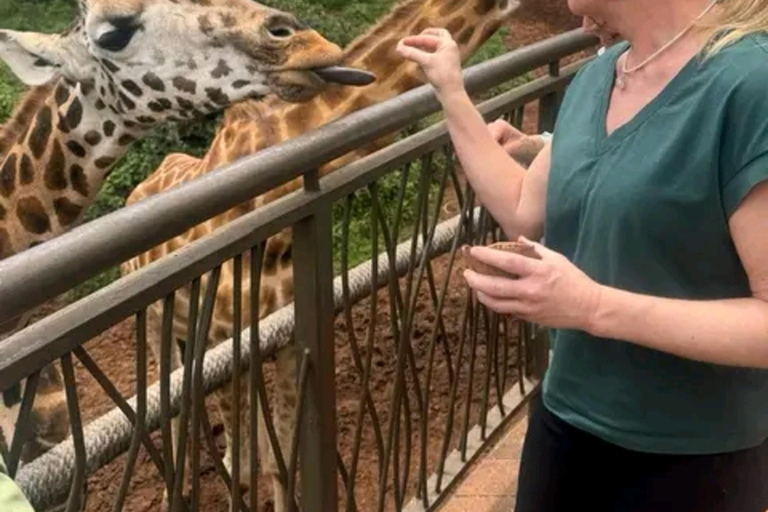 Nairobi: Guided Giraffes Centre & Karen Blixen Museum Tour. Nairobi: Karen Blixen Museum Guided Tour .