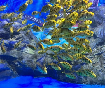 Jeju: Aqua Planet Entry Ticket