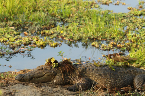 From Tangalle: Yala National Park Safari with Drop: Ella 4 hour Morning Safari