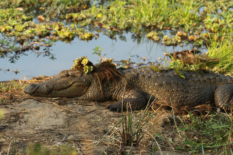 From Tangalle: Yala National Park Safari with Drop: Ella 4 hour Morning Safari