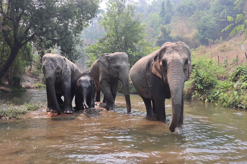 Chiang Mai 2-Day: Good Morning Elephant & Overnight Homestay