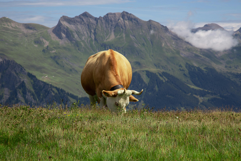 Grindelwald, First & Eiger Views - Day Trip from Interlaken
