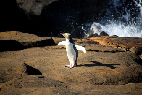 Te Anau to Dunedin via Catlins Small-Group Tour (One-Way)