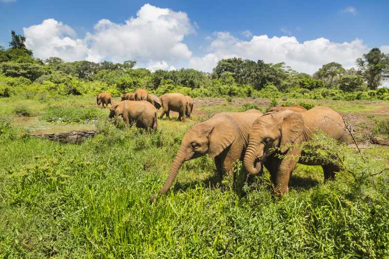 Nairobi: Baby Elephant Orphanage and Bead Factory Tour