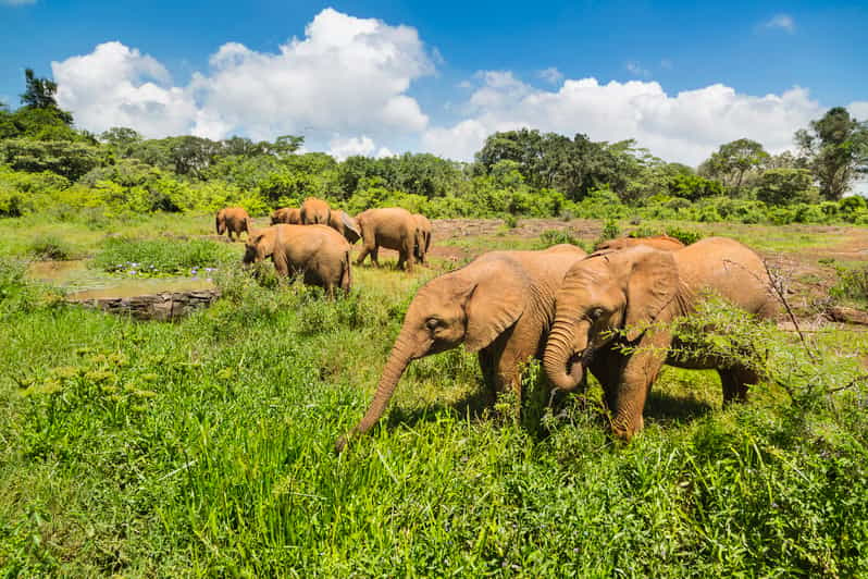 Nairobi: orfanato de elefante de bebé y bour de fábrica de cuentas