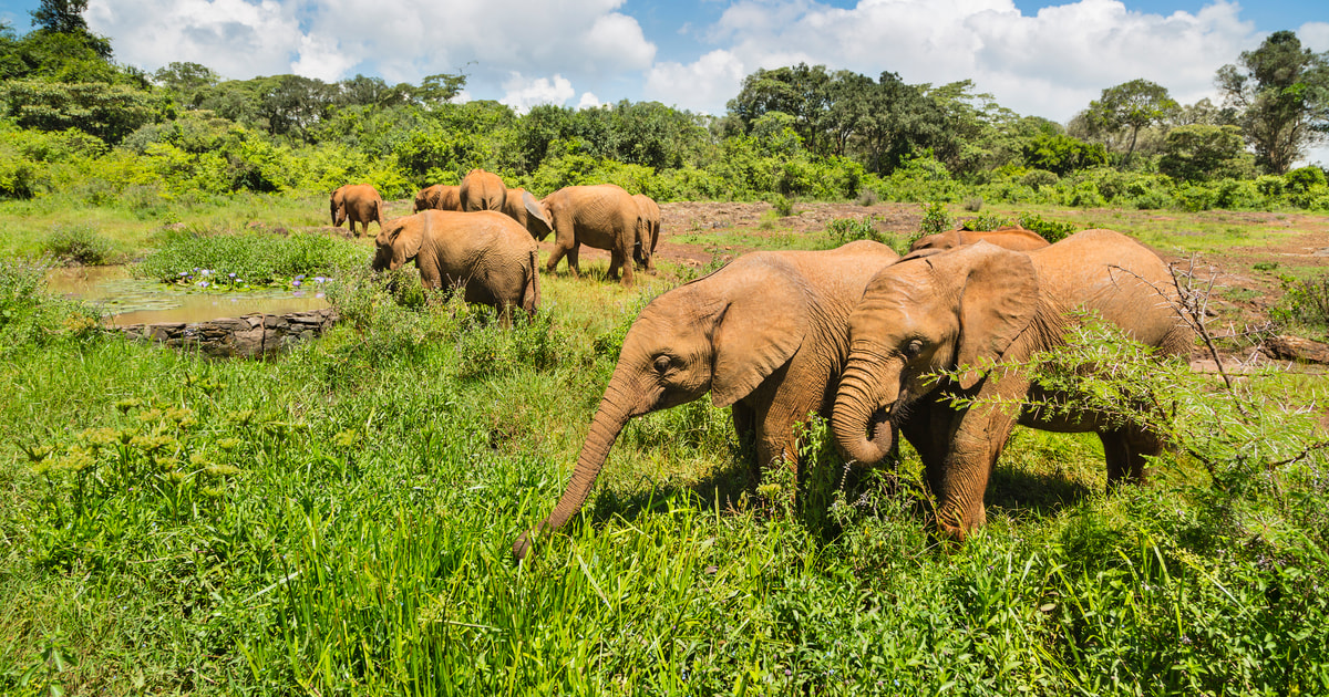 Nairobi Baby Elephant Orphanage and Bead Factory Tour GetYourGuide
