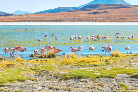 Depuis San Pedro de Atacama : Plateau salé d&#039;Uyuni 3 jours