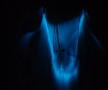Privata turer med bioluminescens - Cocoa Beach Upp till 6 gäster