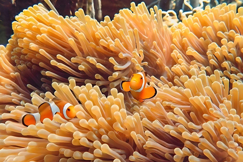 Phuket/Khao Lak: Upptäck Similan Island med 3 måltider