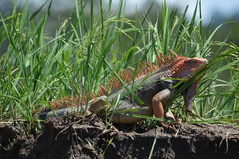Puntarenas : excursion safari dans la faune et la rivièrePuntarenas : Excursion safari dans la nature et sur le fleuve