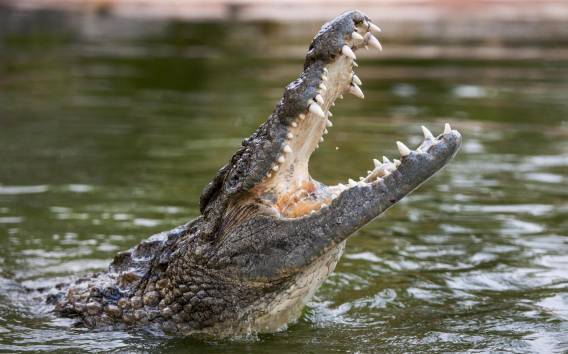 Dubai Crocodile Park Eintrittskarte