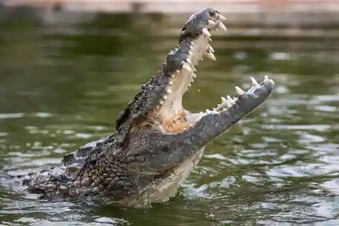 Indgangsbillet til Dubai Crocodile Park