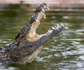 Dubai Crocodile Park Entry Ticket