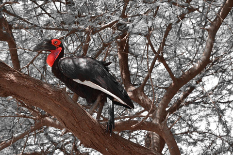 2 days to Explore Nyerere National Park from Zanzibar