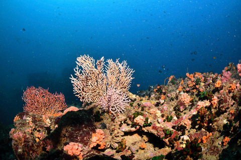 Colombo: Shipwreck Diving Experience within the city