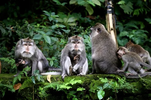 Ubud: ATV Quad Bike with Monkey Forest and Waterfall Tour