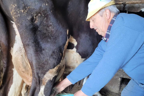 Amalfi: Milk the cows, Make Pasta, Mozzarella and Tiramisù! Private Cooking Class