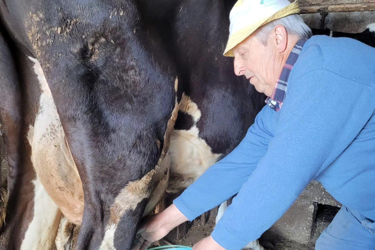 Amalfi: Milk the cows, Make Pasta, Mozzarella and Tiramisù! Private Cooking Class