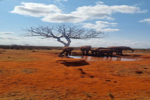 Mombasa: Tsavo East National Park Day Trip with Lunch