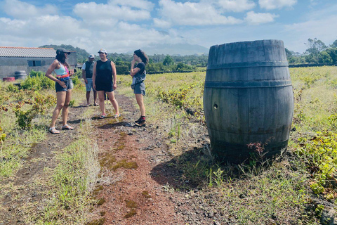 Pico Island: Vinprovning, oberoende producenter och kultur