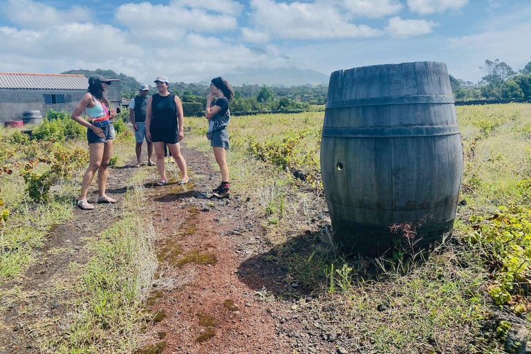 Isola di Pico: Degustazione di vini, produttori indipendenti e cultura