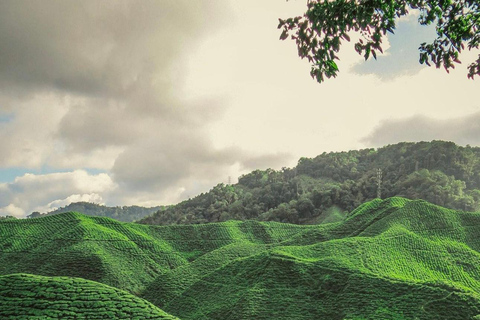 From Penang: Cameron Highlands Refreshing Private Day Tour