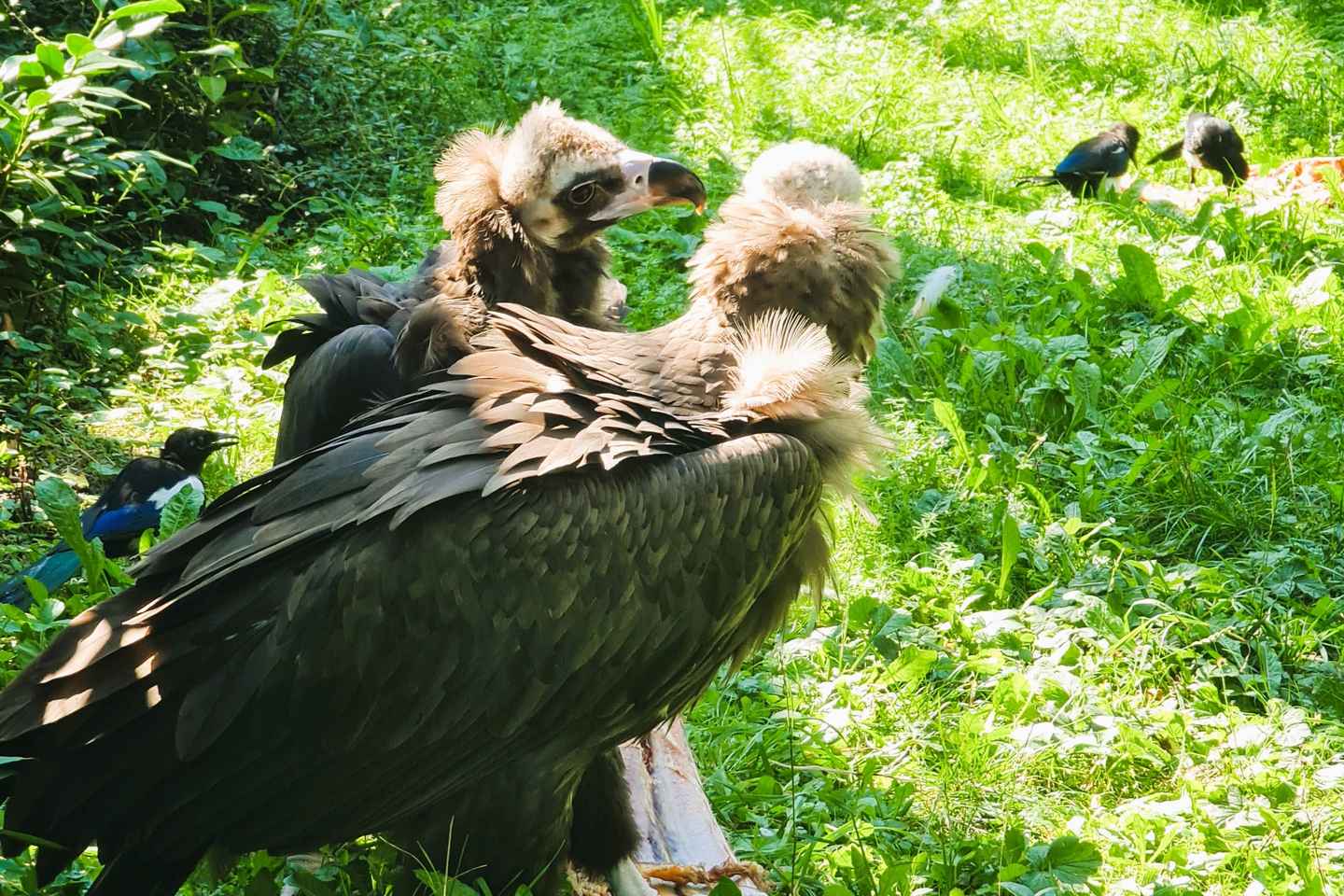 Пражский зоопарк: Аудиогид онлайн (без билета)