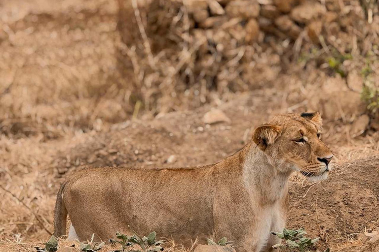 From Zanzibar: 3-Day Mikumi Wildlife Safari, 2 Nights