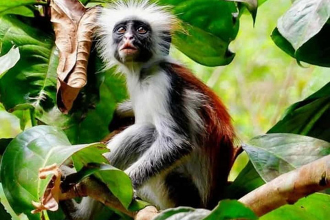 Zanzibar: Jozani Forest, Kuza Cave & Paje Beach Private Tour – No Hotel Transfer Included