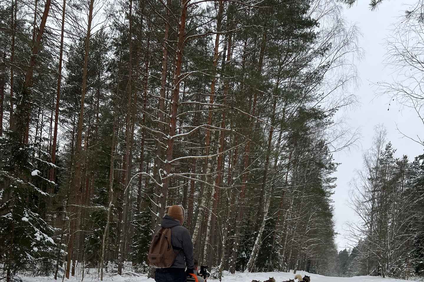 Riga: Avventura con Sleddog tra i Husky