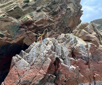 Da Ica: Isole Ballestas e Riserva Nazionale di Paracas.