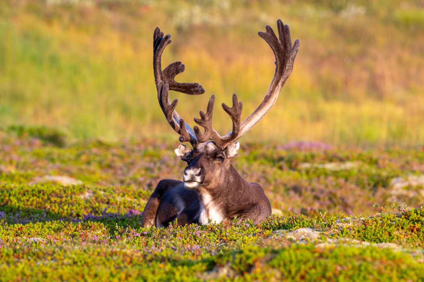 Sortland: Andøya Scenic Route & Wildlife Tour