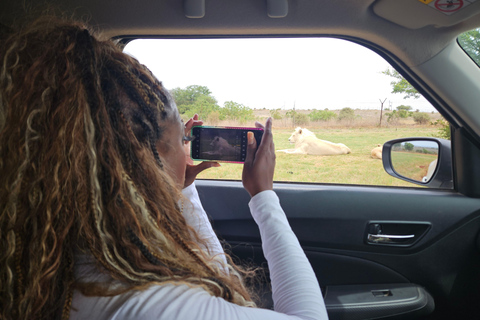 Safari at Lion and Rhino Park / Lesedi Culture Village