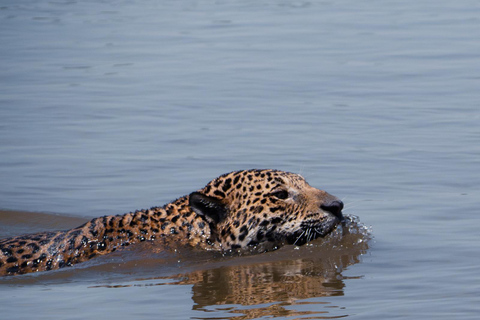 São Paulo: 3-Day Eco Safari Experience in the Pantanal