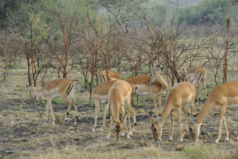 Von Kampala: 2-tägige Safari zum Murchison-Falls-NationalparkVon Kampala aus: 2-tägige Safari zum Murchison Falls Nationalpark