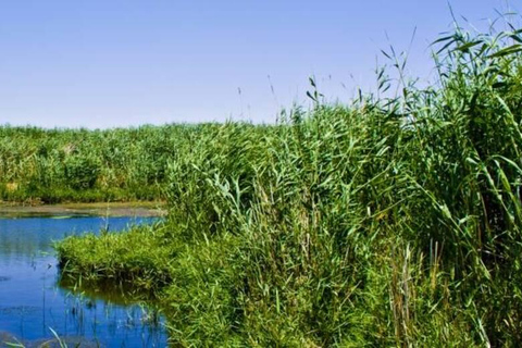 Amman: Azraq Wetland+ Lawrence Fortress + Druze Family Lunch
