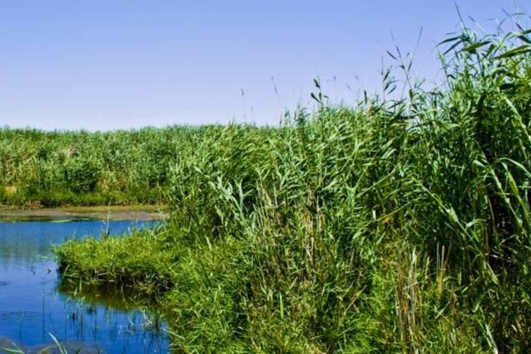 Amman: Azraq Wetland+ Lawrence Fortress + Druze Family Lunch