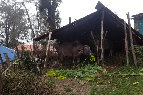 Pokhara: 5-dniowy trekking do bazy Mardi Himal z transferami