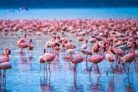From Nairobi: 8-Day Mara, Nakuru, Naivasha & Amboseli Safari