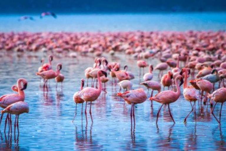 From Nairobi: 8-Day Mara, Nakuru, Naivasha & Amboseli Safari