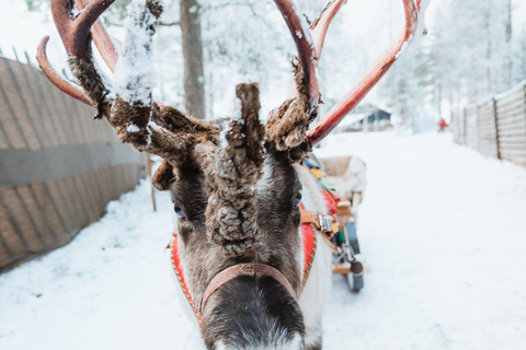 Rovaniemi: Santa Claus Village, Husky & Reindeer Tour