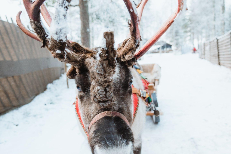 Rovaniemi: Santa Claus Village, Husky & Reindeer Tour