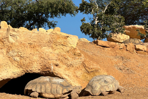 Agadir: Goats on Trees & Crocoparc Tour Goats on Trees & Crocoparc – Entry Ticket Included